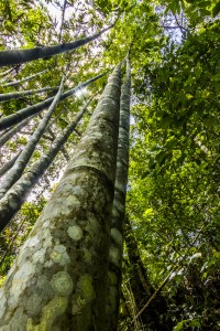 The Philippines - Bamboo in Patag Silay